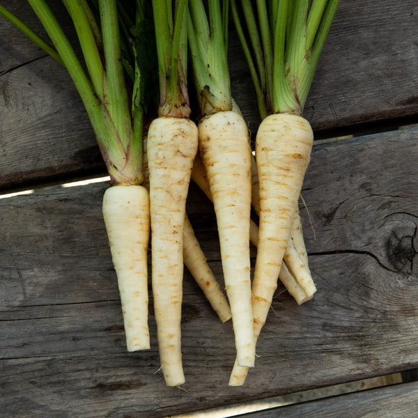 Organic 'Halblange' parsnip