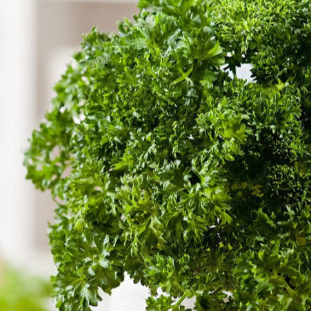 Curly parsley 'Moss Green'