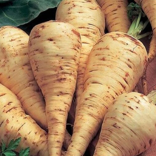 Parsnip 'Root Pastinaca'