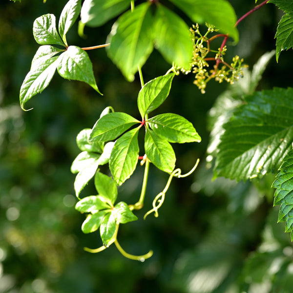 Virginia creeper