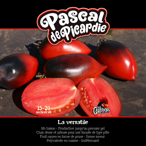 Tomato 'Pascal de Picardie'