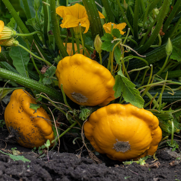 Organic yellow squash