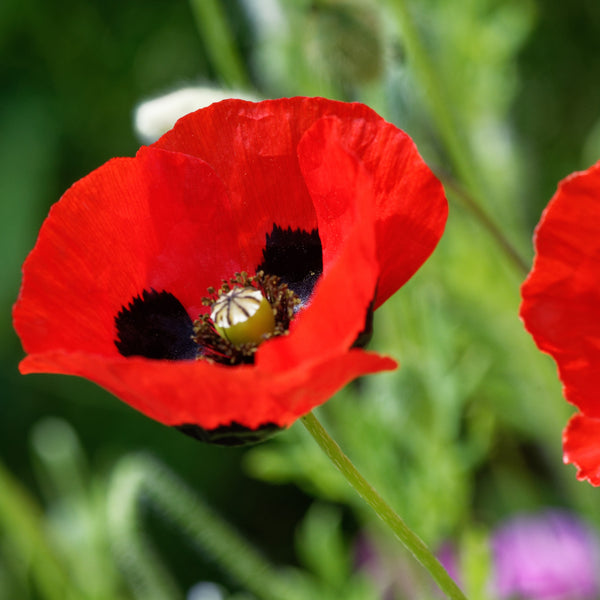 Poppy Ladybird