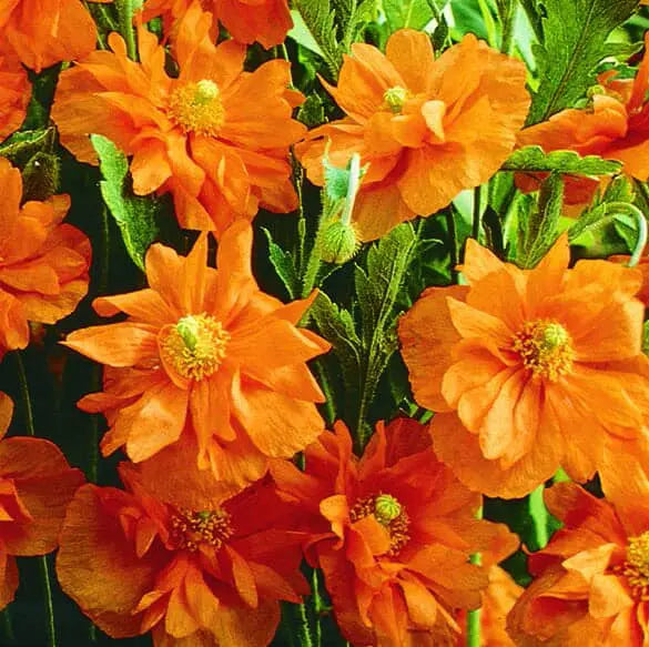 Spanish Poppy Double Tangerine Gem™