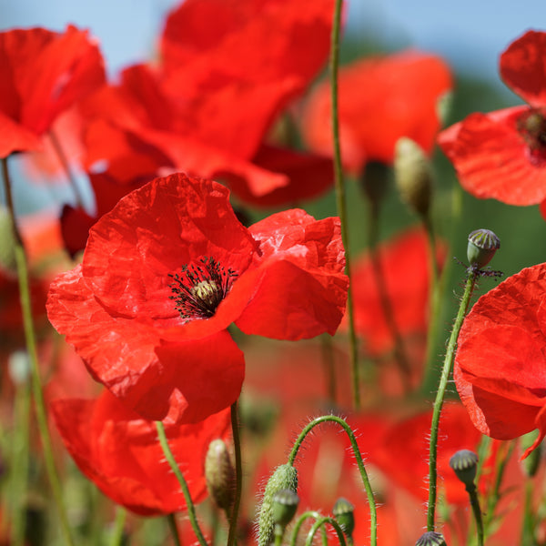 Poppy 'Flander's Field'