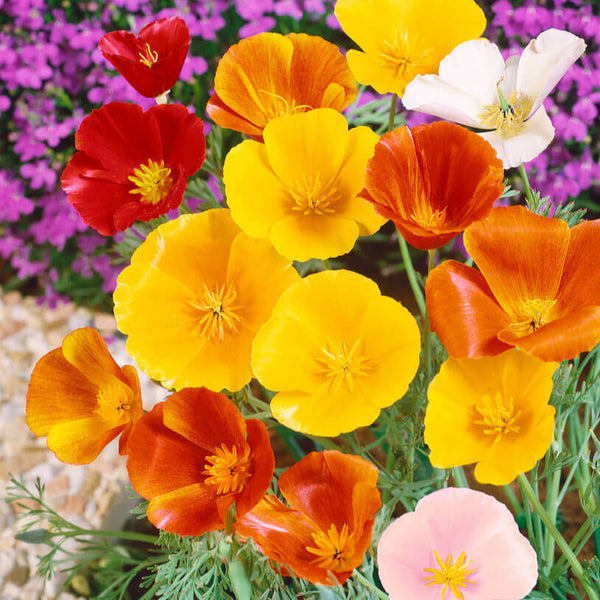 California poppy 'Eschscholtzia'