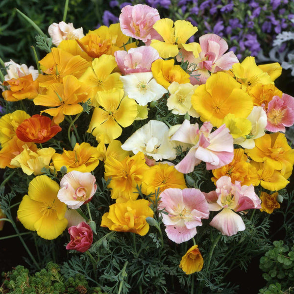 California Poppy 'Mission Bells Mixed'