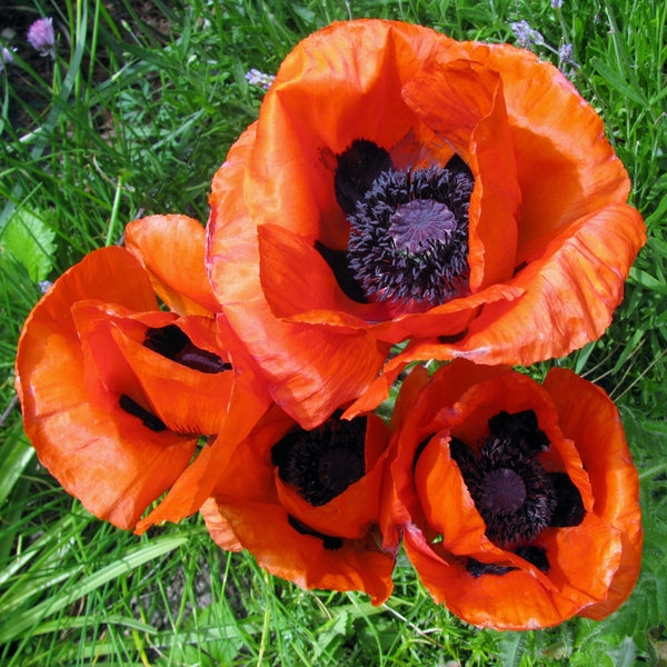 Oriental Poppy 'Pizzicato