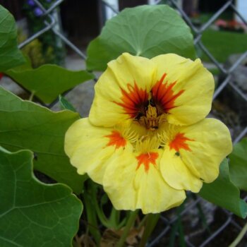 Nasturtium 'Peach Melba'