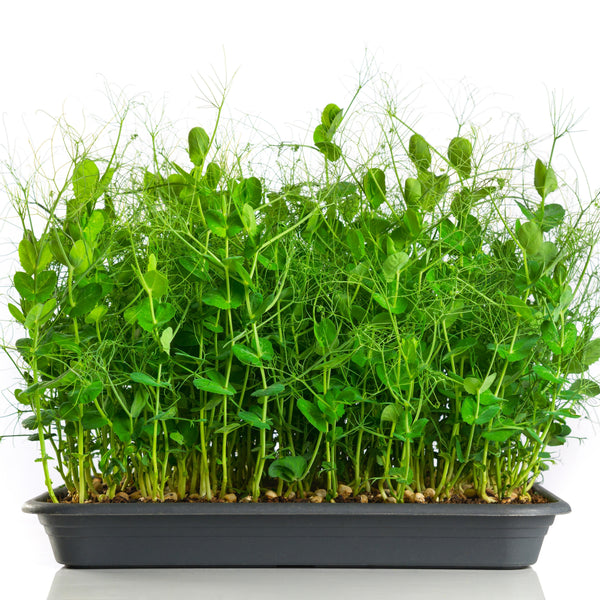 Sprouts / Microgreens Pea