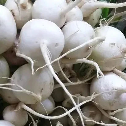 Radish 'Pearl' Radish organic