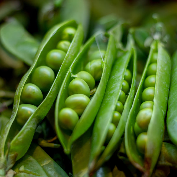 Shelling peas