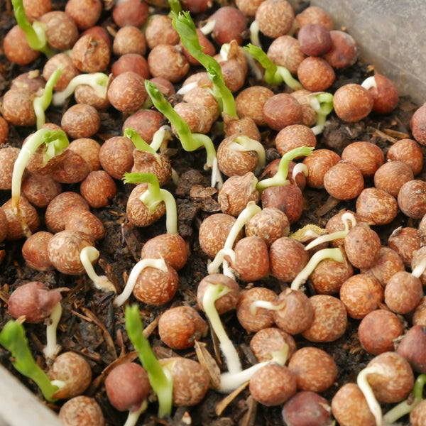 Sprouts / Microgreens Peas Maple (Speckled)