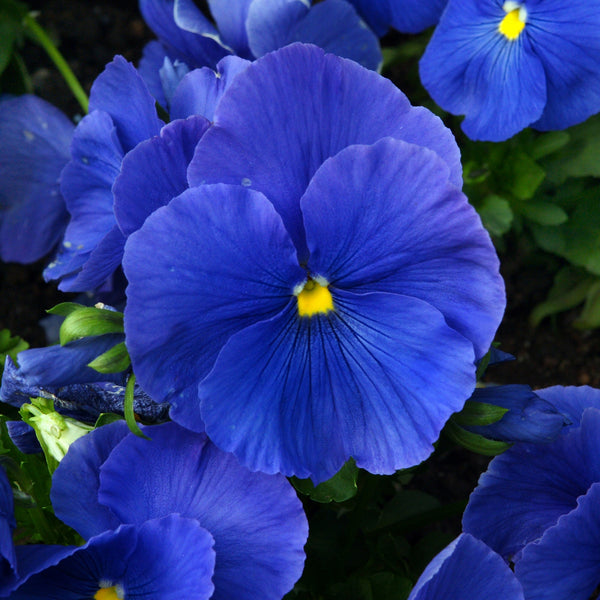 Pansy 'Inspire True Blue'