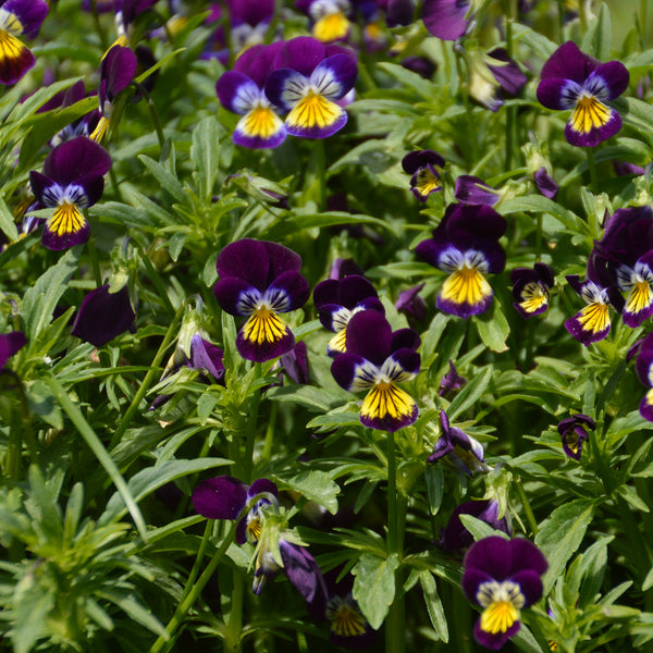 Organic Wild Pansy