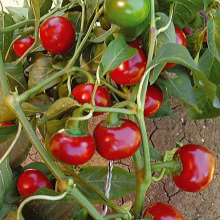 Piment fort 'Hot Cherry Ciliegia'