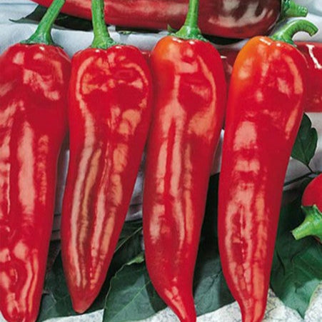 Sweet Pepper 'Corno di Toro Rosso Sheppard'