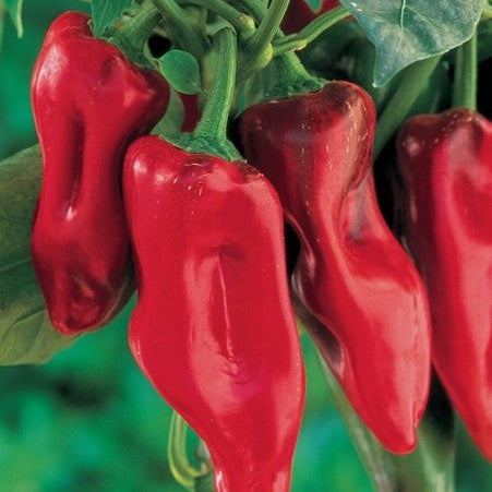 Sweet Pepper 'Marconi'