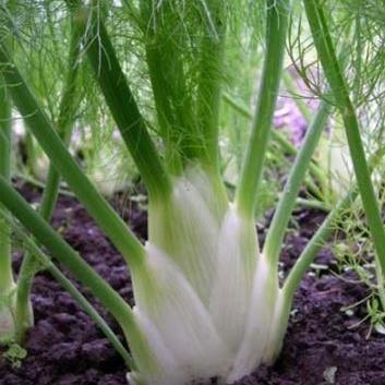 Fennel 'Perfection' organic