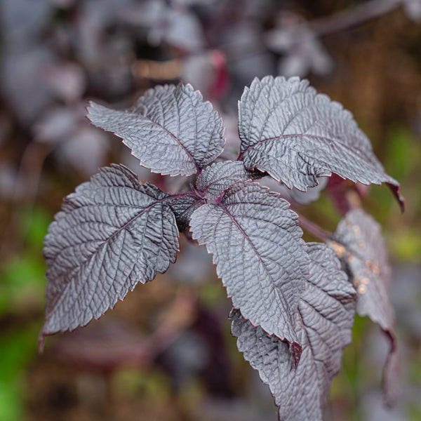 Shiso Nankinensis 