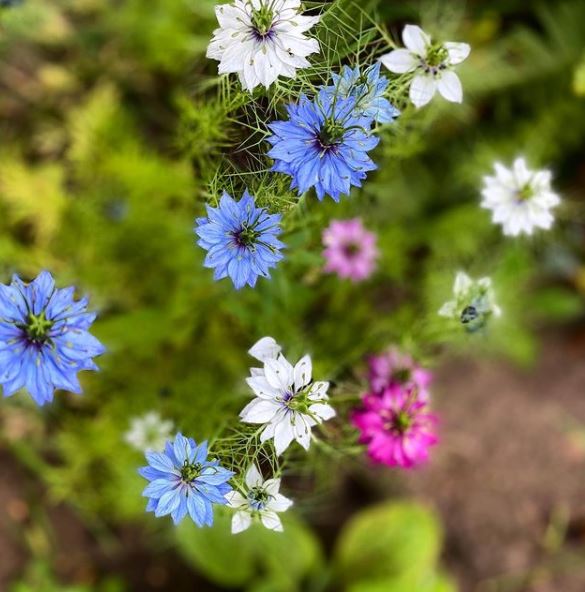 Mélange de Nigelles ‘Persian Jewels Love in a Mist’ bio