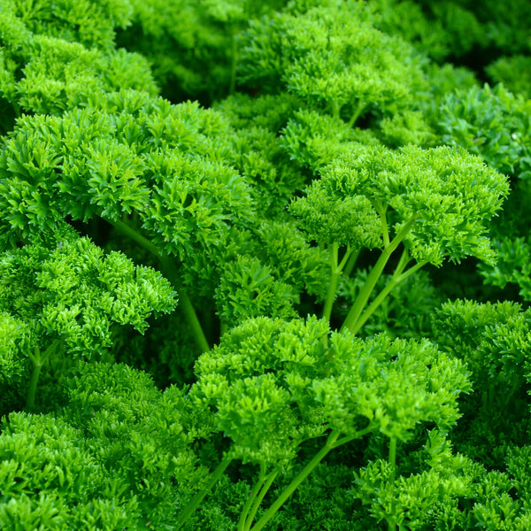 Parsley 'Green Pearl'