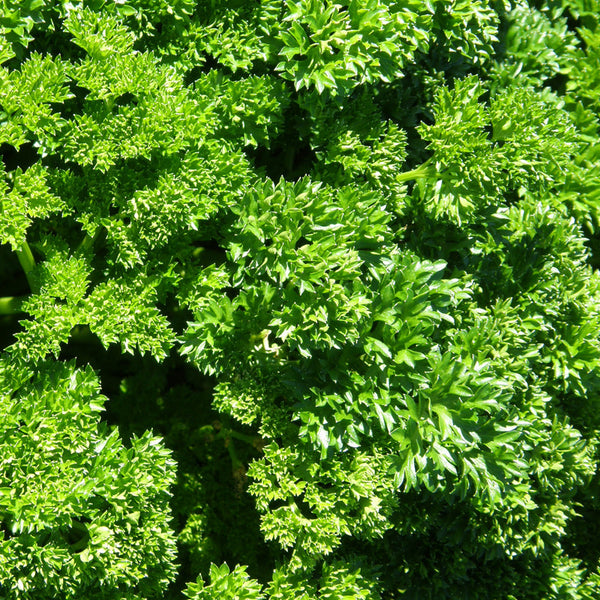 Organic curly parsley