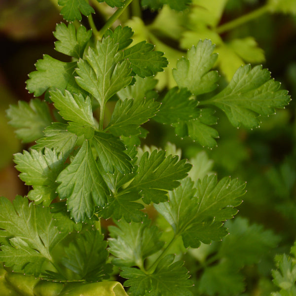 Organic Italian Parsley