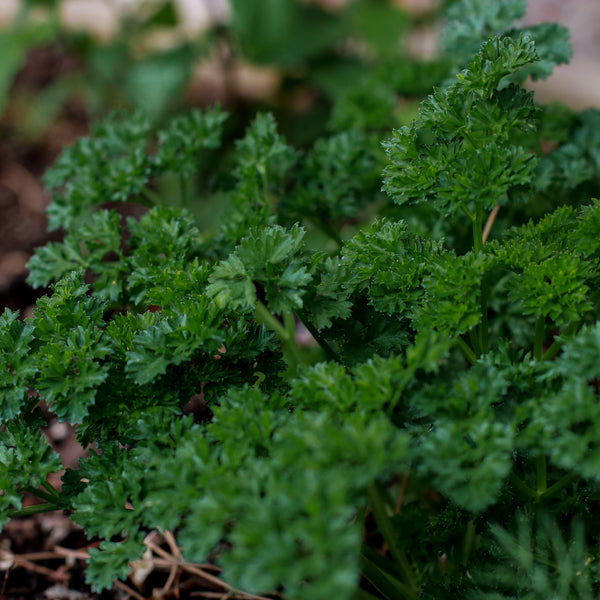 Curly Parsley Dark green