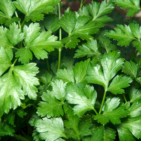 Italian Parsley