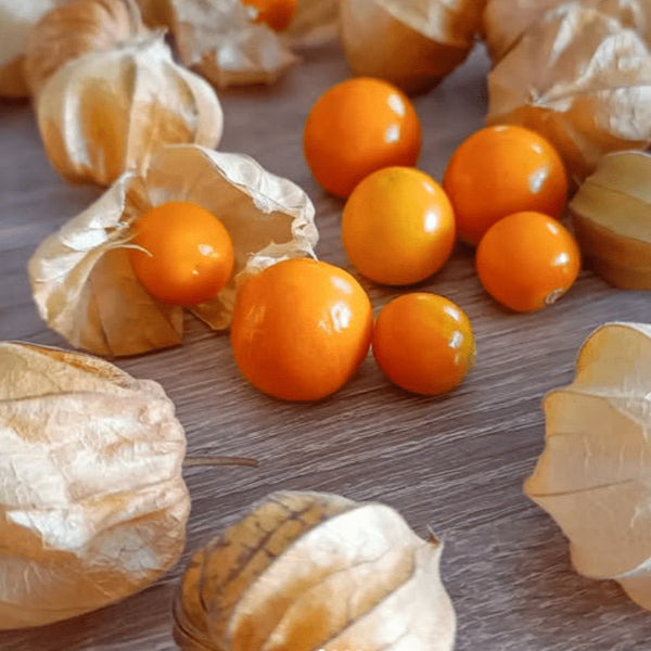 Ground cherry 'Peruvian' organic