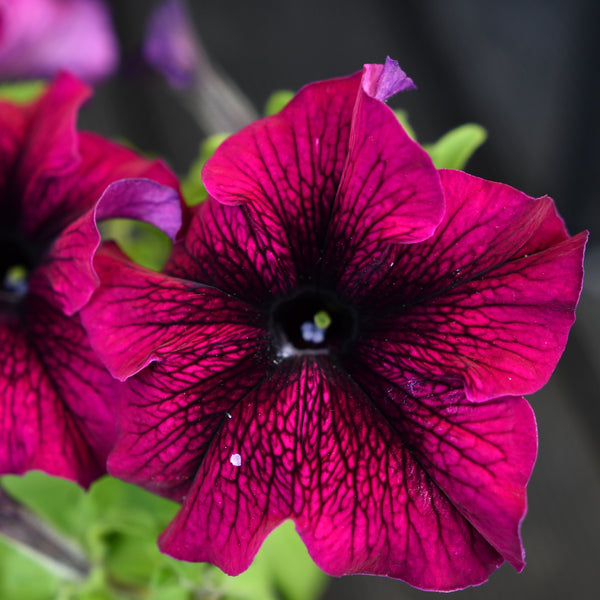 Petunia Easy Wave® Burgundy Velour F1 