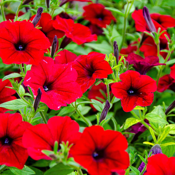 Pétunia Easy Wave® Red F1