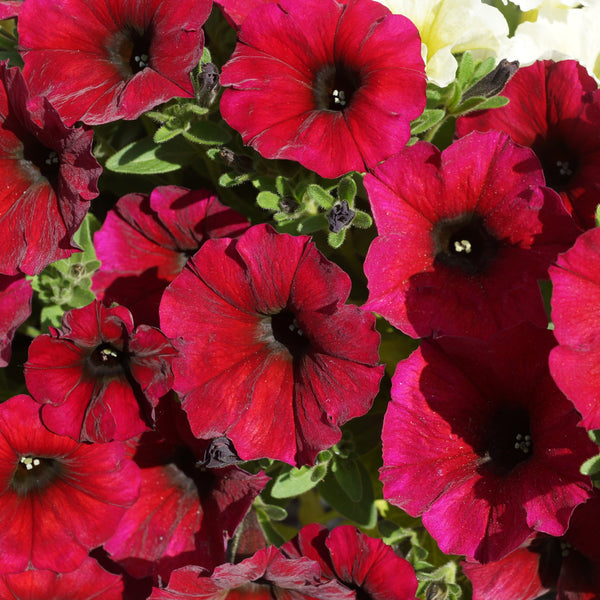 Pétunia Easy Wave® Red Velour F1