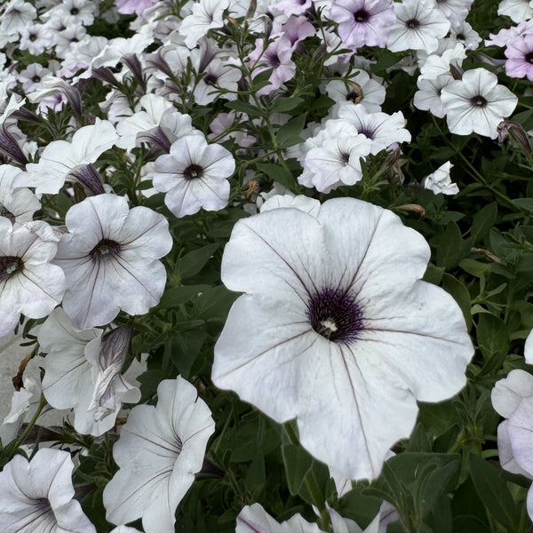 Pétunia Easy Wave® Silver F1