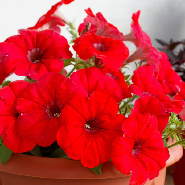 Petunia Limbo *GP* Red F1