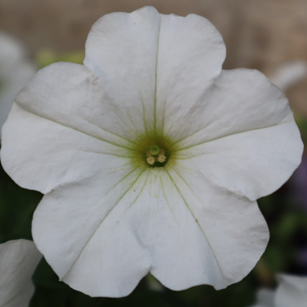 Petunia Limbo *GP* White F1