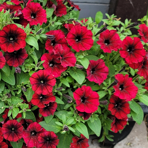 Pétunia Tidal Wave® Red Velour F1