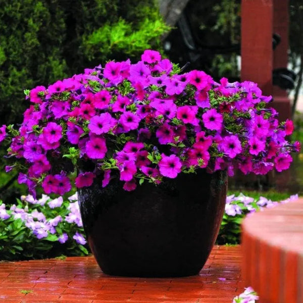 Petunia Wave® Purple Improved F1