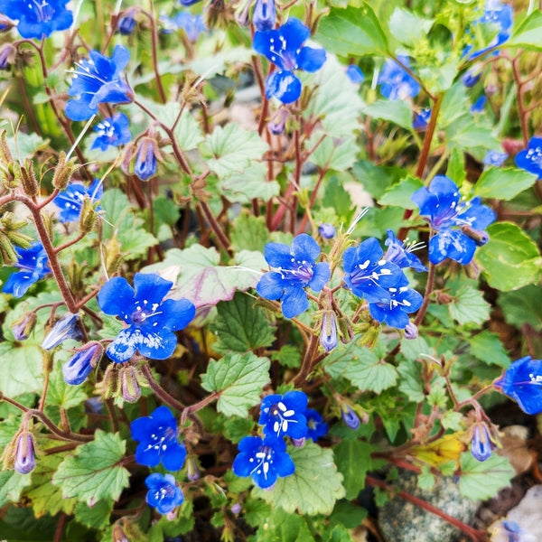 Phacelia California Blue Bell