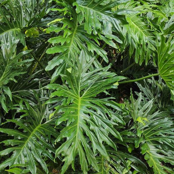 Philodendron Selloum