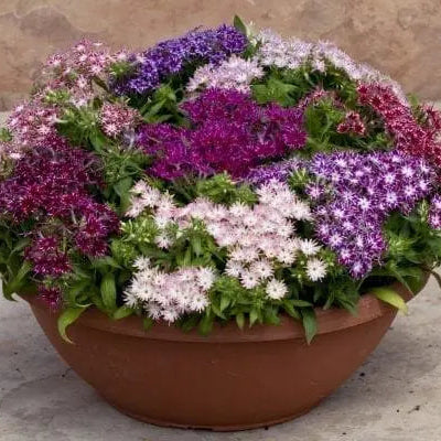 Phlox Popstars™ F1 Mix