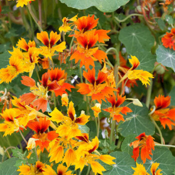 Nasturtium 'Phoenix'