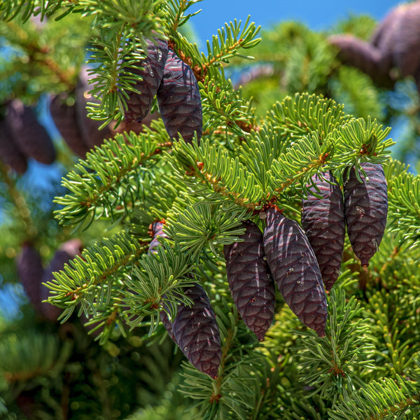 Black Spruce