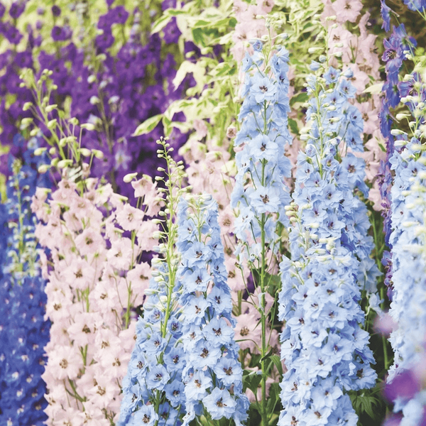 Delphinium 'Magic Fountains Mixed'