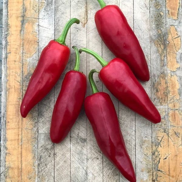 Organic 'Gorria' hot pepper