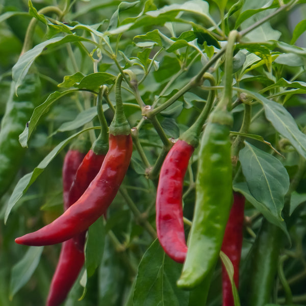 Piment fort 'Arapaho' F1