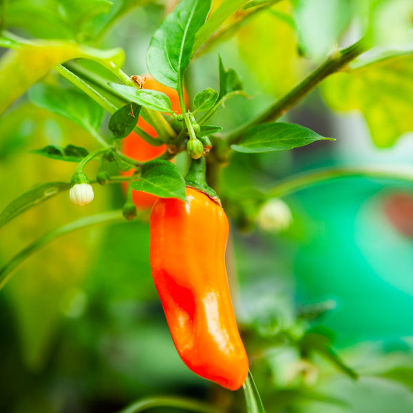 Organic orange 'Jalapeno' hot pepper