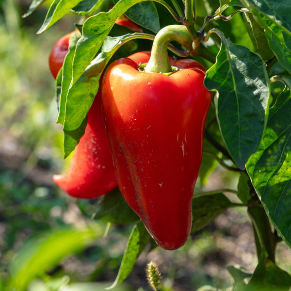 Organic hot pepper 'Paprika'