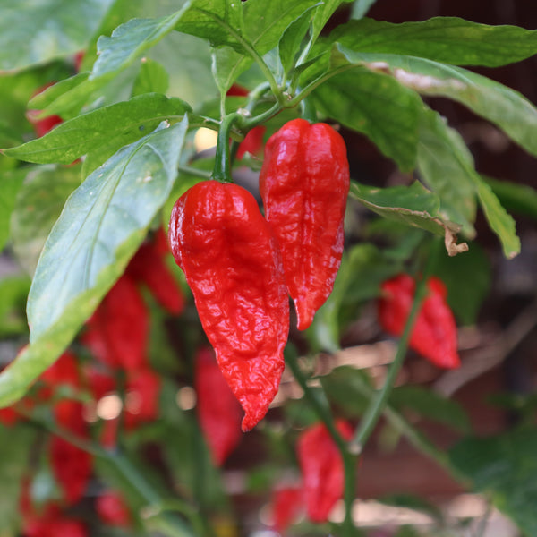 Piment fort 'Bhut Jolokia'